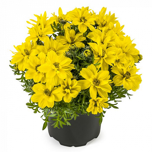 Биденс Dorado Double Big Yellow