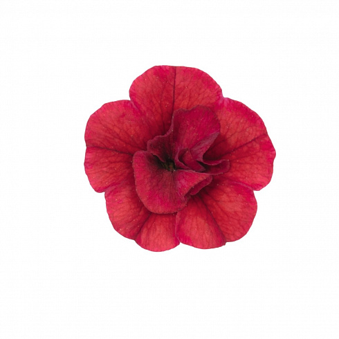 Калибрахоа Aloha Double Red