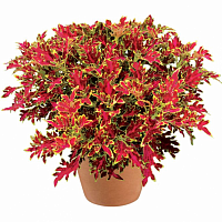 Колеус Coleus WILDFIRE ™ 'Blaze' (13шт.) МАРТ