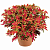 Колеус Coleus WILDFIRE ™ 'Blaze' (13шт.) МАРТ