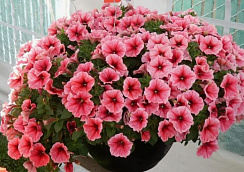 Петуния Patia Strawberry Ice