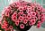 Петуния Patia Strawberry Ice