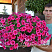 Петуния Fanfare Hot Rose