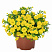 Калибрахоа Aloha Double Yellow
