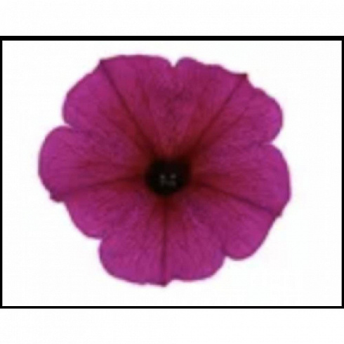 Chameletunia® Purple (Petchoa BeautiCal)