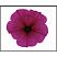 Chameletunia® Purple (Petchoa BeautiCal)