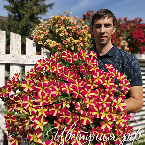 Петуния Amore Queen of Hearts