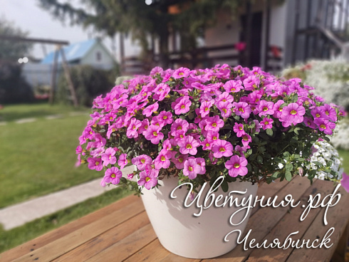 Калибрахоа Aloha Kona Pink 2024 (13 шт.) МАРТ