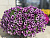 Петуния Littletunia Pink Splash