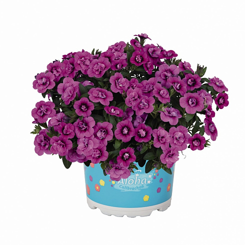 Калибрахоа Aloha Double Dark Pink 2024