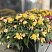 Бегония BELLECONIA Citrus (13шт.) МАРТ