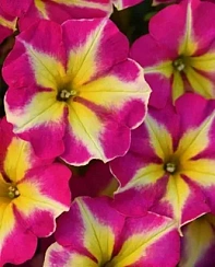 Петуния Crazytunia Pink Flamingo (13шт.) АПРЕЛЬ