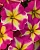 Петуния Crazytunia Pink Flamingo (13шт.) АПРЕЛЬ