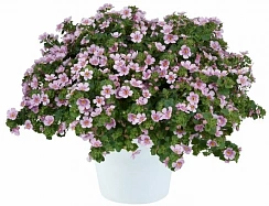 Бакопа SCOPIA GULLIVER BLUSH
