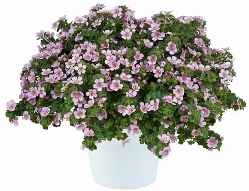 Бакопа SCOPIA GULLIVER BLUSH