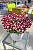 Немезия Escential Cherryberry