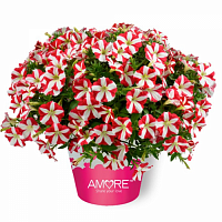 Петуния Amore King of Hearts (13 шт.) АПРЕЛЬ