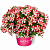 Петуния Amore King of Hearts (13 шт.) АПРЕЛЬ