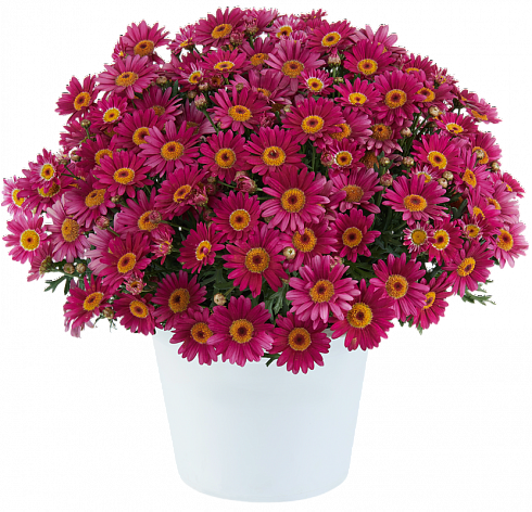 Аргирантемум LOLLIES™ Berry Gummy (13шт.) МАРТ
