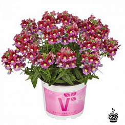 Немезия Mareto® Burgundy & Rose (13 шт.) МАРТ