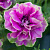 Петуния Tumbelina Darcey Rosa