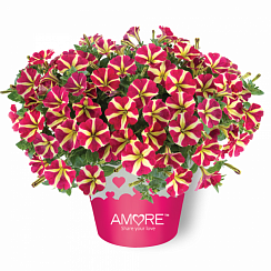 Петуния Amore Queen of Hearts (13 шт.) АПРЕЛЬ