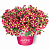 Петуния Amore Queen of Hearts (13 шт.) АПРЕЛЬ