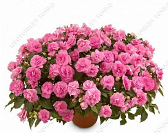 Бальзамин Уоллера Musica Pink Aroma