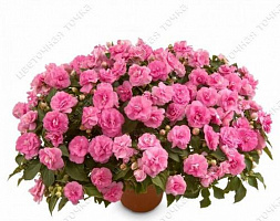 Бальзамин Уоллера Musica Pink Aroma