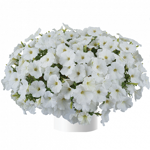 Петуния Cascadias Iceberg (13шт.) АПРЕЛЬ