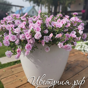 Калибрахоа mini famous neo double pink