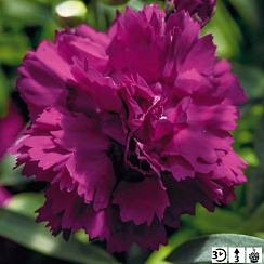Гвоздика Sweet Pleasure® L Purple