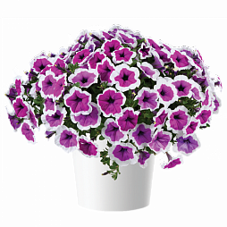 Петуния (по 13 штук)