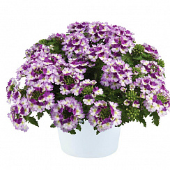 Вербена ампельная Vanessa Compact Bicolor Purple