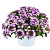 Вербена ампельная Vanessa Compact Bicolor Purple