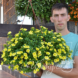 Калибрахоа Aloha Double Citric