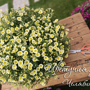 Петуния Blanket Yellow