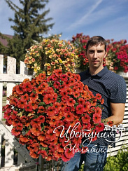 Петхоа Beautical Cinnamon (Chameletunia®) (13 шт.) МАРТ