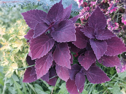 Колеус Velvet Lace (13 шт.) МАРТ