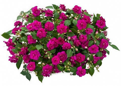Бальзамин Уоллера Musica Fine Purple