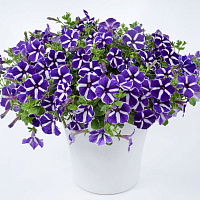 Петуния Cascadias Purple Gem