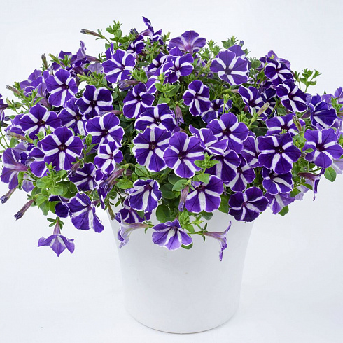 Петуния Cascadias Purple Gem