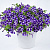 Петуния Cascadias Purple Gem