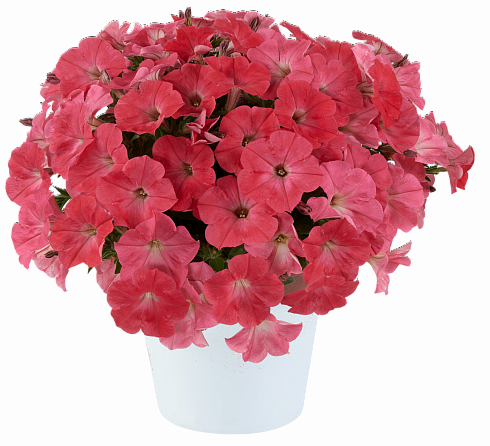 Петуния CAPELLA™ Coral