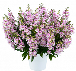 Ангелония узколистная Big Bicolor Pink Improved