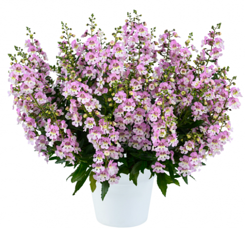 Ангелония узколистная Big Bicolor Pink Improved