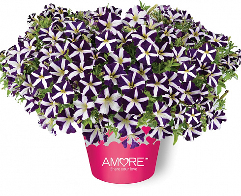 Петуния Amore Purple