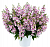 Ангелония узколистная Big Bicolor Pink Improved