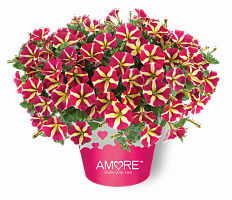 Петуния Amore Queen of Hearts