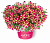 Петуния Amore Queen of Hearts